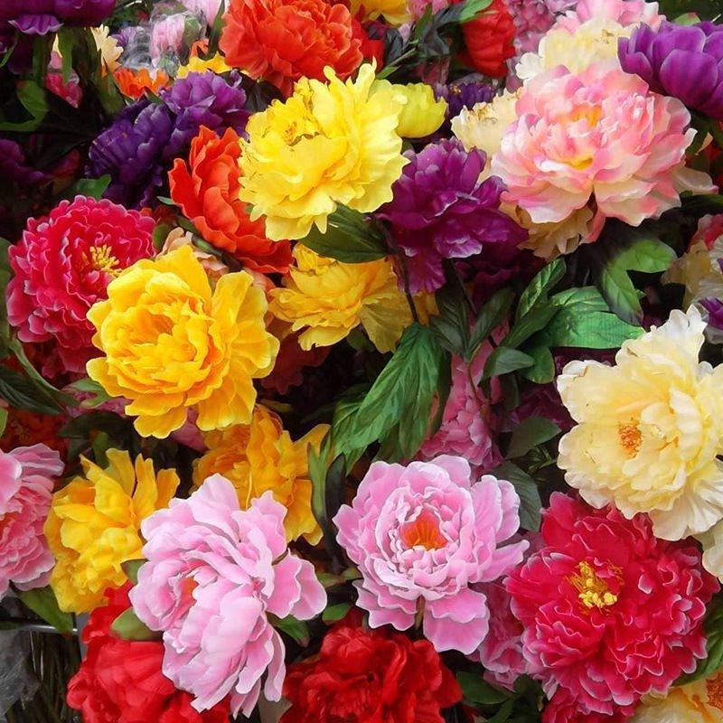 Peony Seeds, Potted Seed, Peony Flower JSeed Garden Plants,