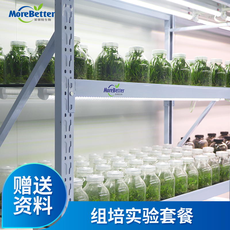 茉钡特生物 植物组培爱好者MS实验套餐含药品及简单耗材送资料