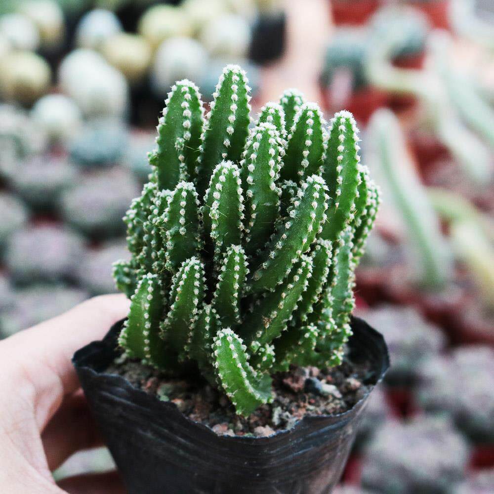 万重山仙人掌 新手组合多肉植物办公室电脑桌面防辐射小盆栽大颗