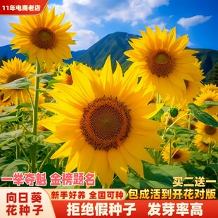 一举夺魁向日葵种孑花种籽子多季播种室内外阳台庭院观赏花海种子
