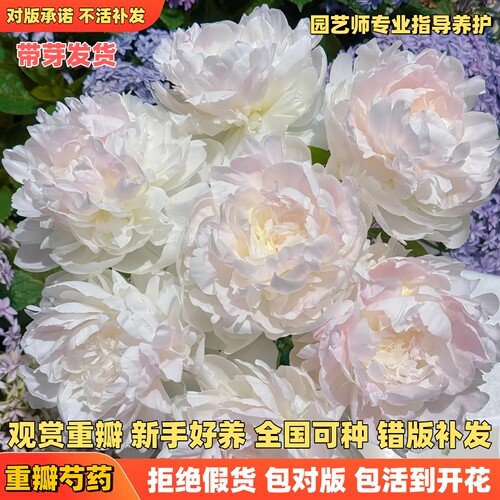 重瓣观赏芍药带芽包活开花包对版