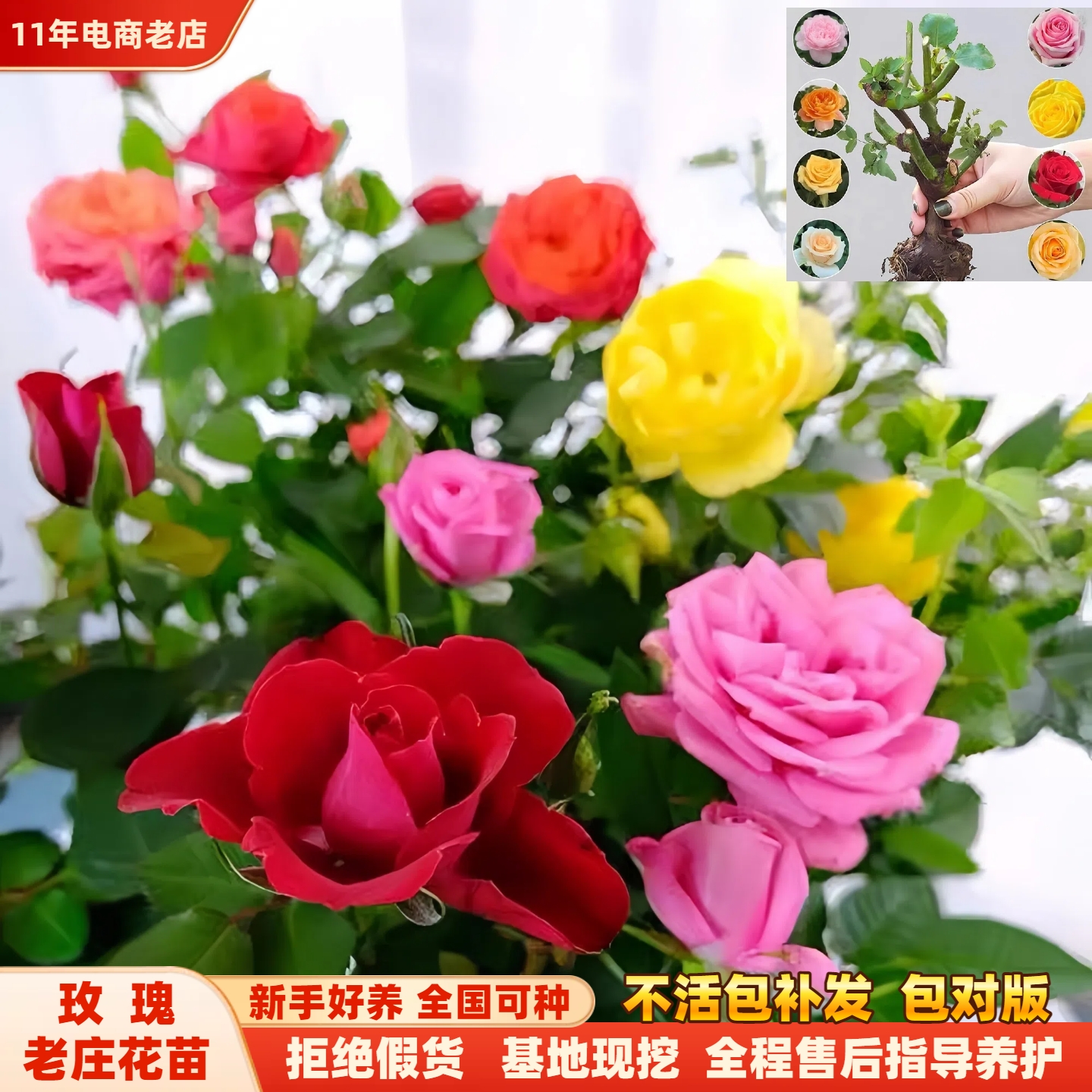 玫瑰花苗老桩绿植物盆栽月季蔷薇老根室内外阳台庭院特大花卉多季