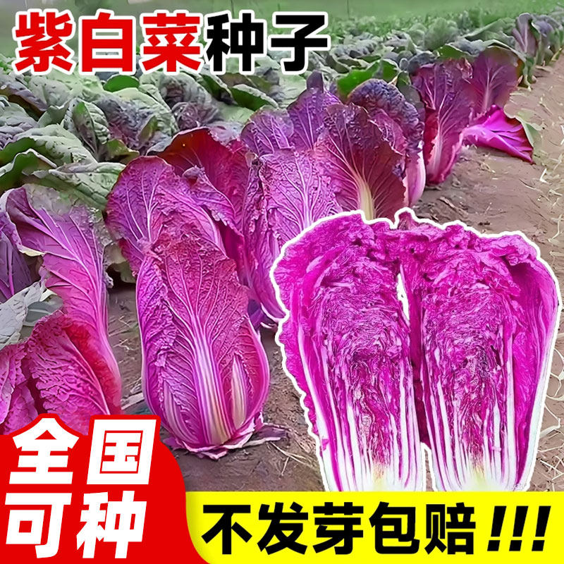 紫白菜种子籽种大全秋冬季播种庭院农家耐寒蔬菜种孑青菜生菜种子