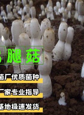 鸡腿菇菌包菌种出菇菌土培蘑菇种子食用菌种菇种 家庭蘑菇种植包