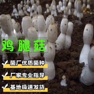 鸡腿菇菌包菌种出菇菌土培蘑菇种子食用菌种菇种 家庭蘑菇种植包