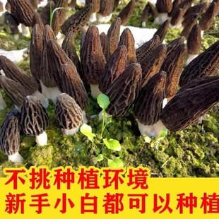 2025热销!【鲜嫩羊肚菌种子】云南人工羊肚菌室内室外种植喷水