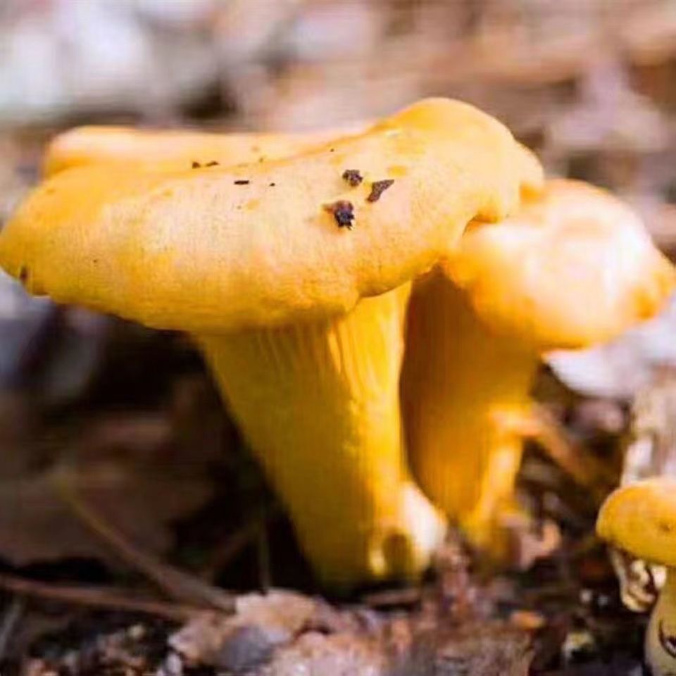 不挑土壤浇水就爆菇送种植技术