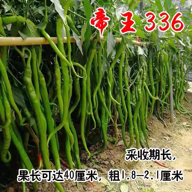 帝王336线苗辣椒种子特长线椒种子进口线椒籽薄皮香辣抗病能力强