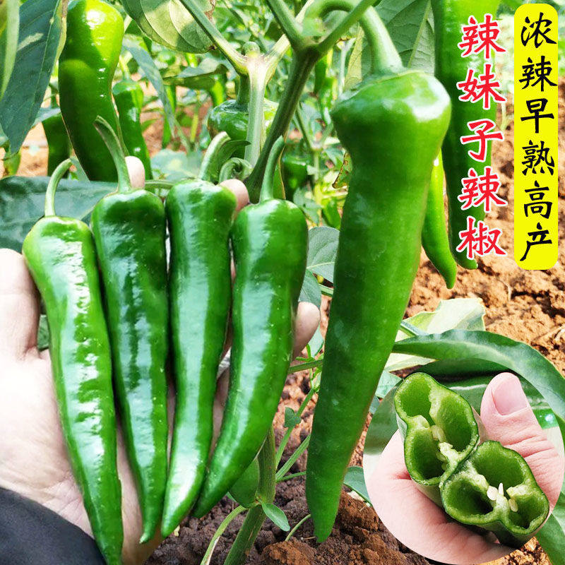 湖南15号辣妹子辣椒种子青椒红椒干椒辣椒种籽高产春秋季四季蔬菜