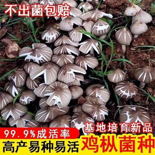 云南纯野生菌菇鸡枞菌新鲜伞把菇菌种基地优质菌蘑菇新鲜批发