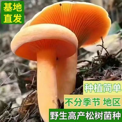 野生乌枞菌黄枞菌室外种植花盆阳台四季可种