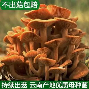云南产地优质枞菌种产量高出蘑菇菌菇花盆可种松树菌乌松菌黄松菌