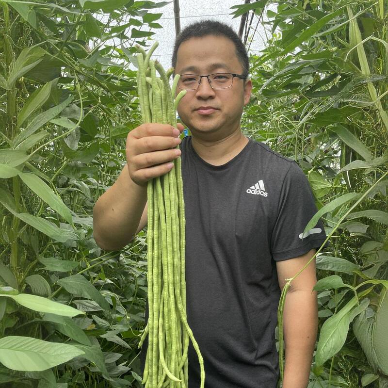 豇豆种子蔬菜种籽长四季豆芸豆春秋季豆角种籽大全孑蔬菜种苗豆种