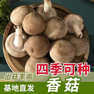 爆品热销!【香菇种子】农友推荐正宗食用菇室内外种植