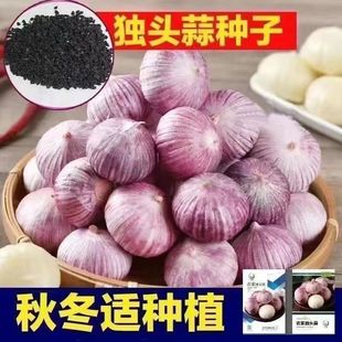 紫皮独头蒜云南独头蒜种籽圆头蒜种独头大蒜种子高产量南云独头蒜