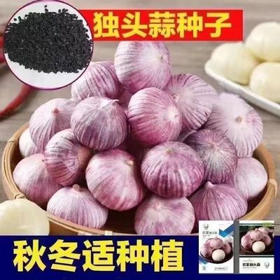 紫皮独头蒜云南独头蒜种籽圆头蒜种独头大蒜种子高产量南云独头蒜