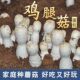 鸡腿菇包包出菇土培蘑菇种植种子食用菌种菇家庭菌种鸡腿菇新鲜