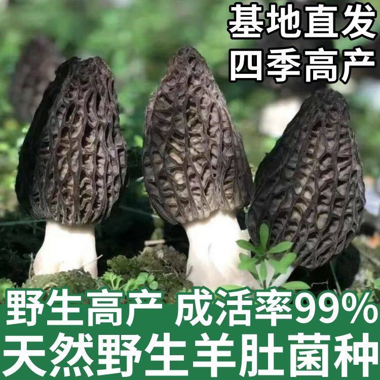 羊肚菌编笠菌尖顶羊肚菌黑脉羊肚蘑菌菇蘑菇原种菌包菌丝菌种种植