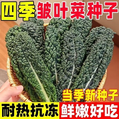 皱叶菜种子黑叶羽衣甘蓝种籽营养沙拉菜四季种植蔬菜种籽