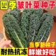 皱叶菜种子黑叶羽衣甘蓝种籽营养沙拉菜四季 种植蔬菜种籽