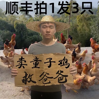正宗童子鸡土鸡农家散养草鸡现杀