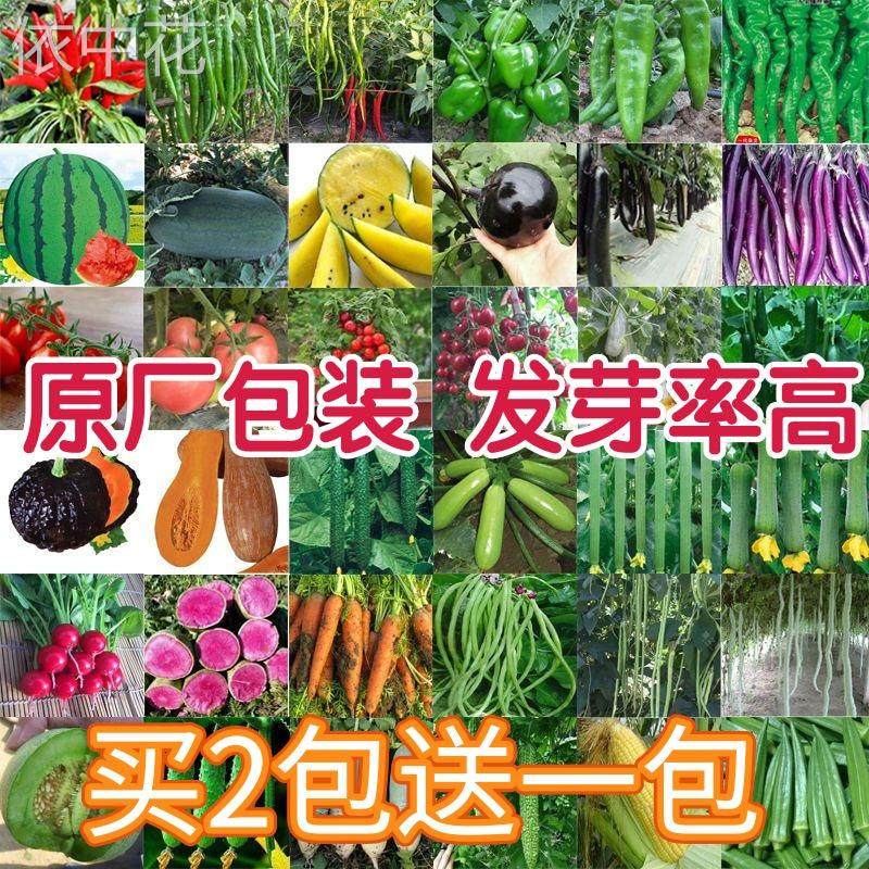 蔬菜种子四季播家庭阳台盆栽庭院易种植番茄黄瓜辣椒西瓜籽孑大全,家居饰品,户外/庭院摆件,淘宝优惠券,粉丝福利购,淘宝优惠卷