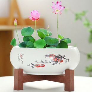 水仙花盆陶瓷铜钱草水培睡莲一叶莲碗莲金钱草水养专用盆缸无孔大