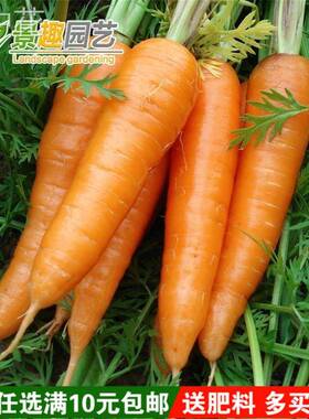 种胡萝卜种子四阳季春夏菜秋200350冬植黄红紫蔬菜菜籽台种盆栽庭
