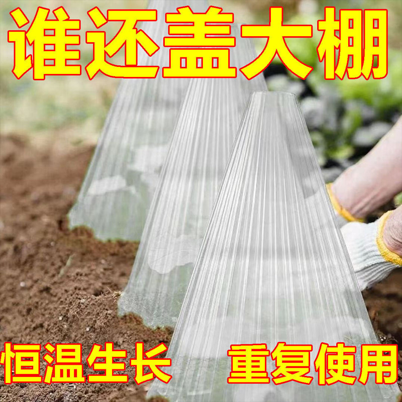 育苗保护罩蔬菜植物罩大棚瓜苗幼苗大号育苗罩秧苗保温防虫塑料罩