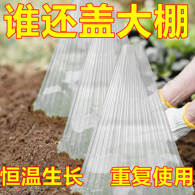 育苗保护罩蔬菜植物罩大棚瓜苗幼苗大号育苗罩秧苗保温防虫塑料罩
