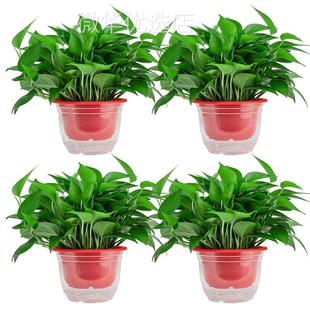 绿萝盆栽室内花卉植物新房吸除绿植水培好养大盆长藤大叶