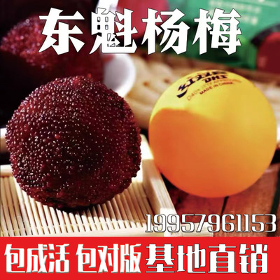 正宗嫁接东魁杨梅苗杨梅树苗大果树苗南北方种植地栽盆栽当年结果