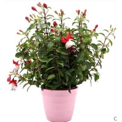 重瓣倒挂金钟花苗灯笼花盆栽室内绿植台四季开花带花苞不断花卉