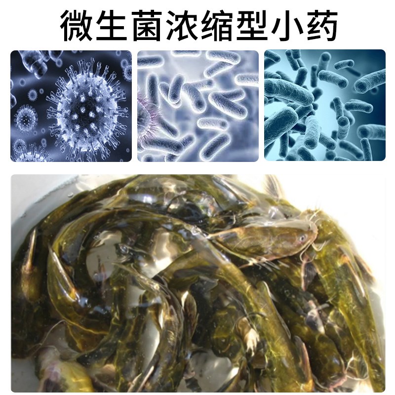 黄辣丁小药饵料窝料嘎鱼黄颡鱼野钓昂公杀黄骨鱼昂刺鱼小药