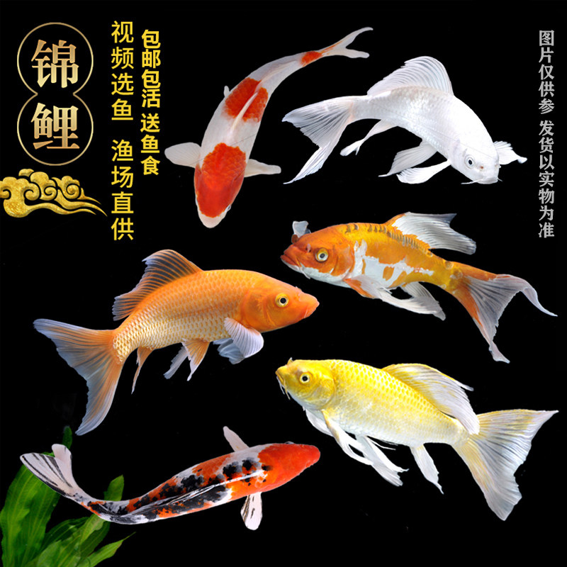 �ۻ��㣺������4�� 8���� �������������㴿�ִ��ͺ����ˮ��ˮ�����ͻ���������С����