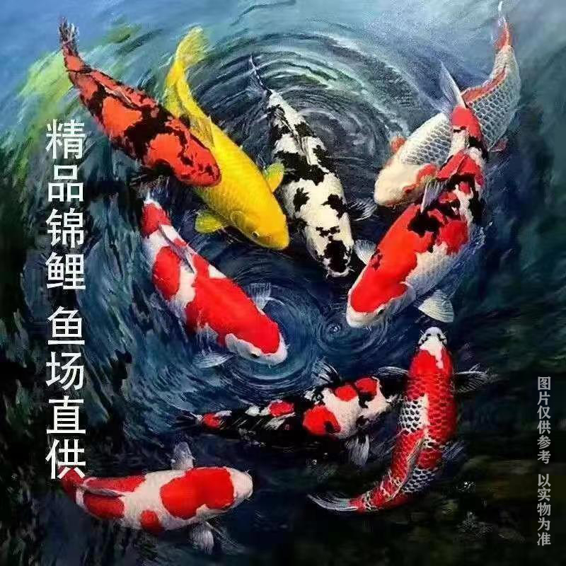 锦鲤观赏鱼大型好养耐活养不死淡水鱼冷水鱼招财鱼纯种金鱼小鱼苗