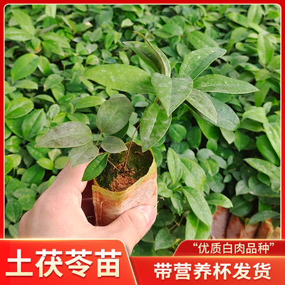 土茯苓苗正宗白肉品种