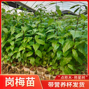 岗梅树苗点称星木苗中药材种植土甘草天星根带营养杯土广西发货