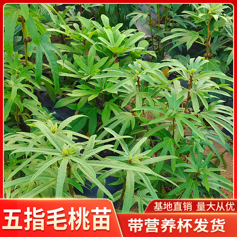 广西五指毛桃苗中药材种植苗