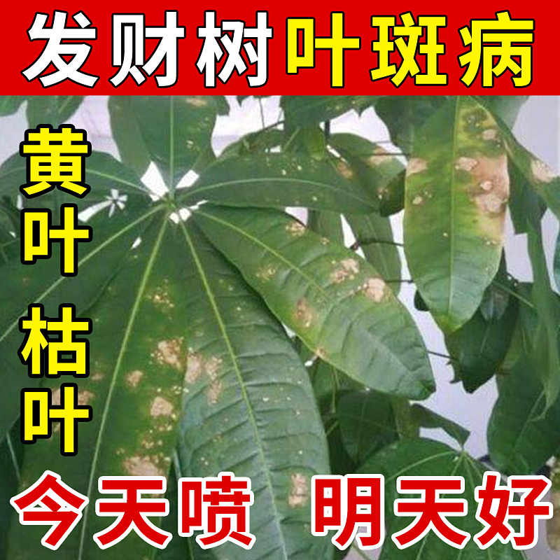 发财树黄叶枯叶烂根专用药掉叶黄斑白斑病叶斑病杀菌剂肥料营养液