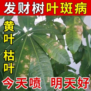 发财树黄叶枯叶烂根专用药掉叶黄斑白斑病叶斑病杀菌剂肥料营养液