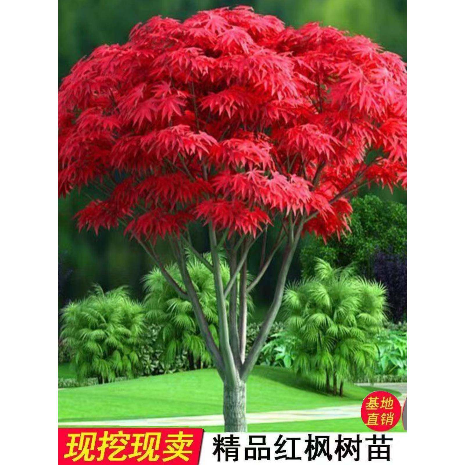 日本红枫树苗红舞姬四季红中国红枫大树美国红枫盆栽庭院绿化风景
