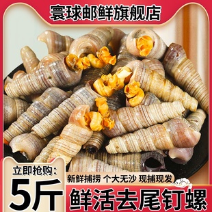 钉螺鲜活去尾活冻大号锥螺现捕新鲜海螺丝冷冻海螺捞汁原料商用