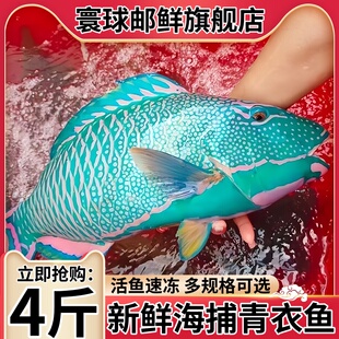 青衣鱼新鲜活鱼冷冻深海鱼鹦嘴鱼苏眉鱼西沙海鱼新鲜海鱼海鲜水产