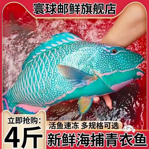 寰球邮鲜特大青衣鱼无冰净重发货