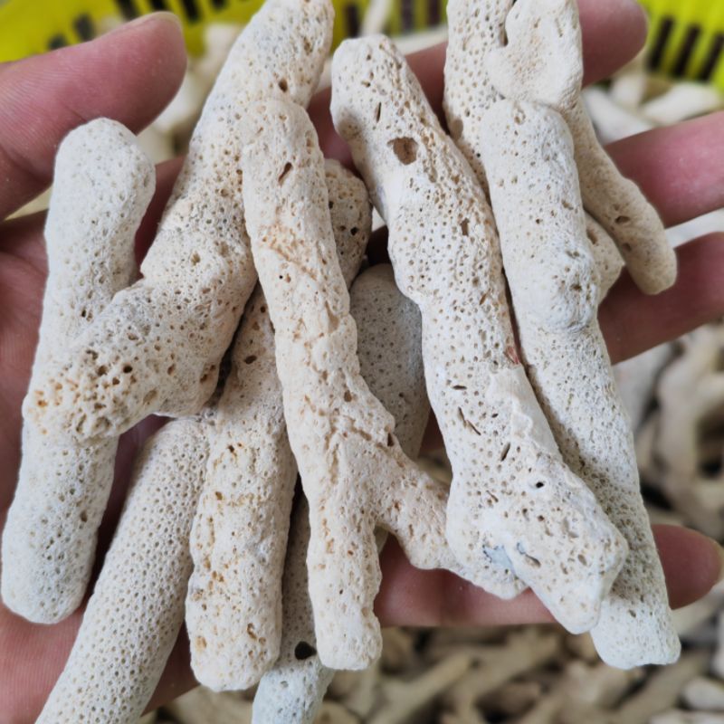 珍品级珊瑚骨11公分以上鱼池鱼缸造景天然材料修饰水族箱特价包邮