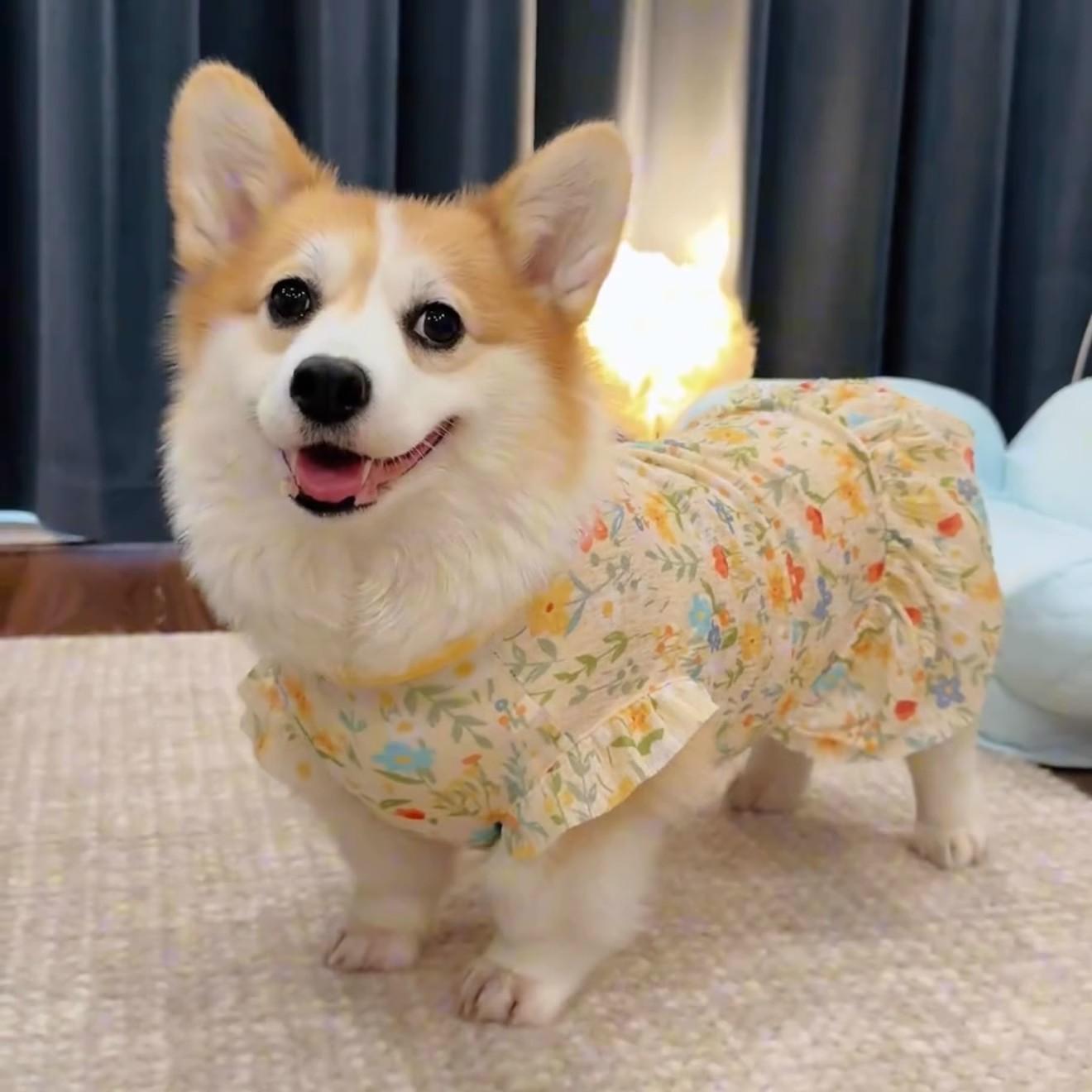 狗狗衣服夏季薄款可爱公主裙柯基柴犬法斗腊肠雪纳瑞金毛夏天裙子