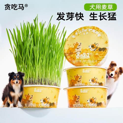 贪吃马狗草犬用麦草狗狗专用草狗零食狗狗用品懒人无土狗草