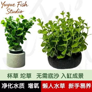 绿金钱水草新手水草草缸增氧水草鱼缸高珍珠水草净化鱼缸水质的