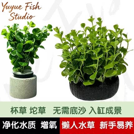 绿金钱水草新手水草草缸增氧水草鱼缸高珍珠水草净化鱼缸水质的